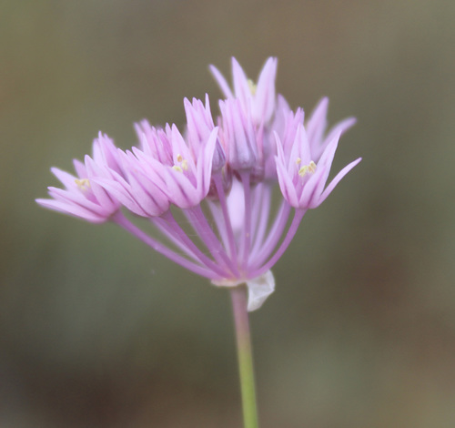 Allium rubellum