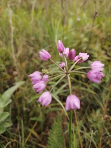 Allium rubens — photo