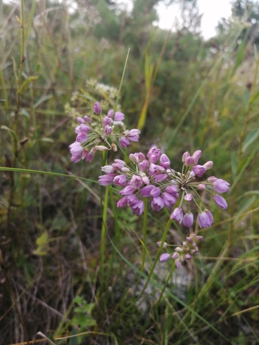 Allium rubens — photo