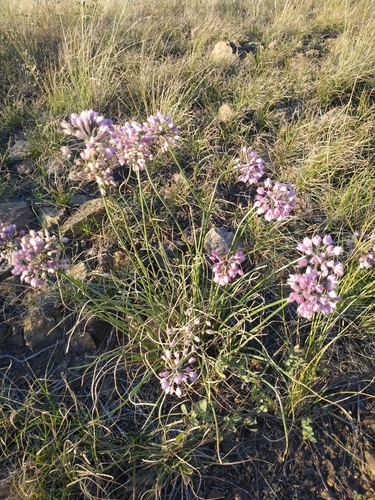 Allium rubens