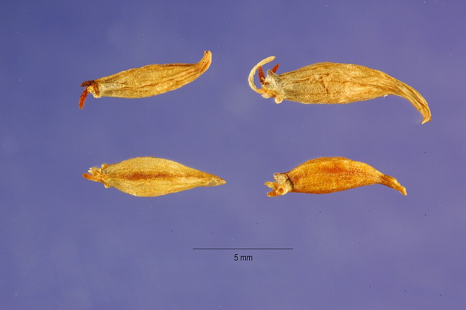 Allium rubrum — photo