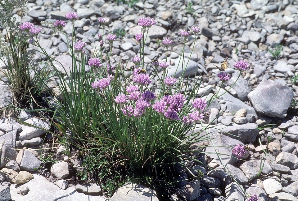 Allium rubrum