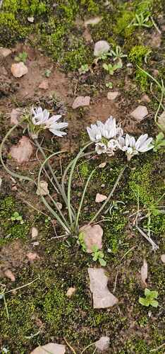 Allium ruhmerianum — photo