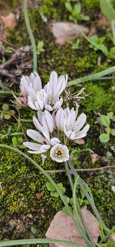 Allium ruhmerianum