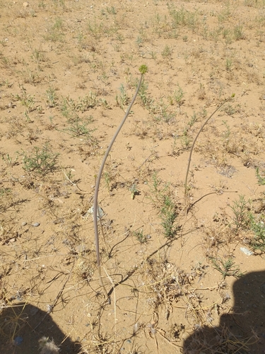 Allium sabulosum — photo