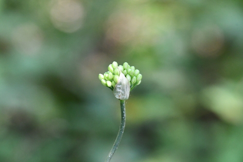 Allium sacculiferum (Chao xian xie) — photo