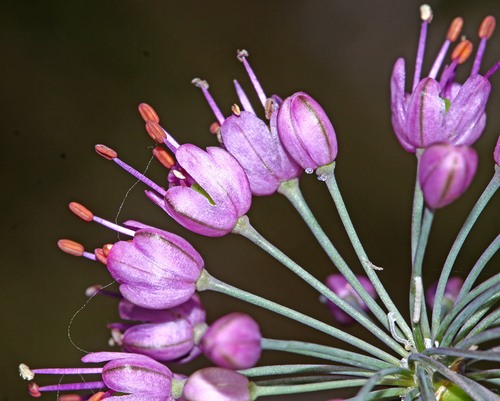 Allium sacculiferum (Chao xian xie) — photo
