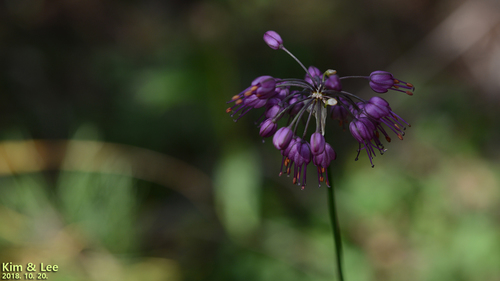 Allium sacculiferum
