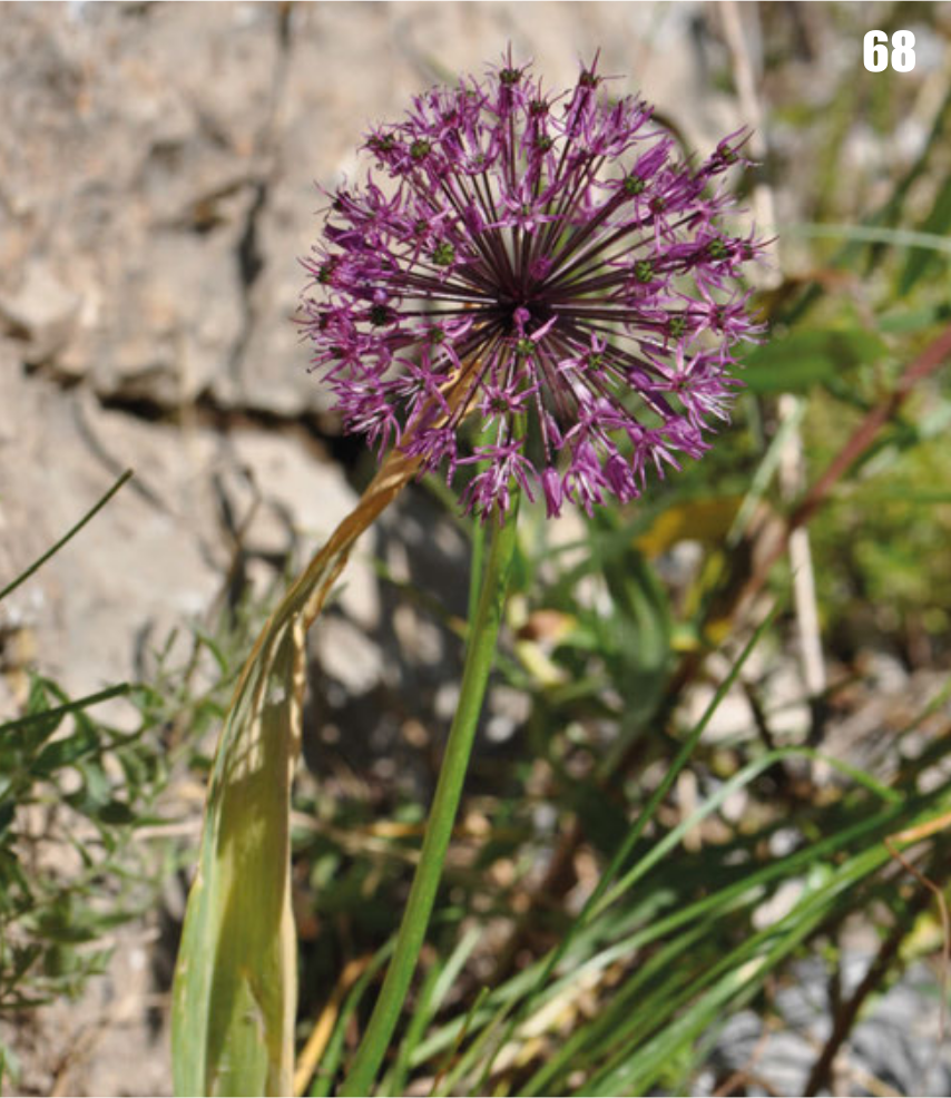 Allium sarawschanicum