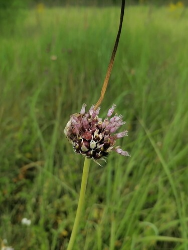 Allium sativum (Garlic) — photo