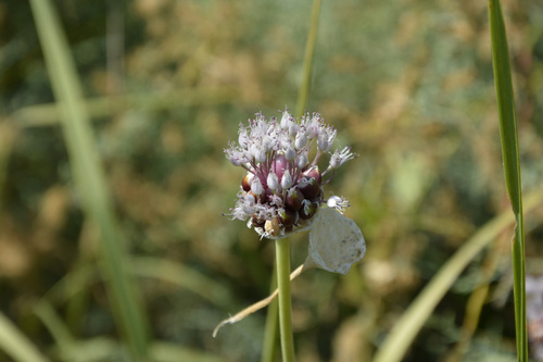 Allium sativum (Garlic) — photo