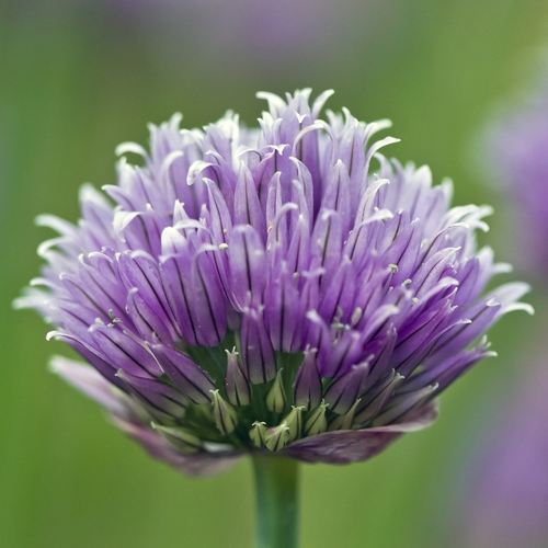 Allium schoenoprasum (Chives) — photo