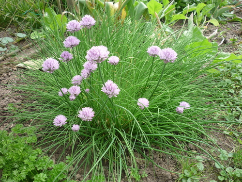 Allium schoenoprasum (Chives) — photo