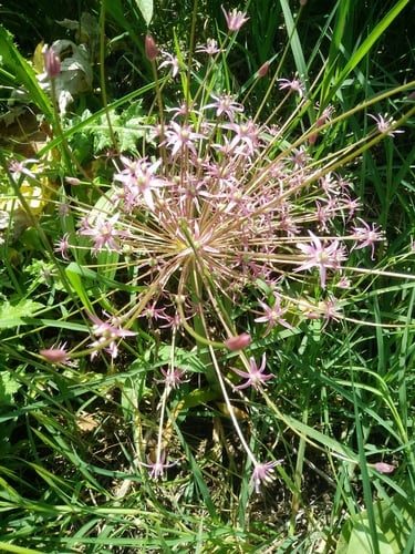 Allium schubertii (Schubert onion) — photo