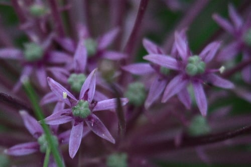 Allium schubertii (Schubert onion) — photo