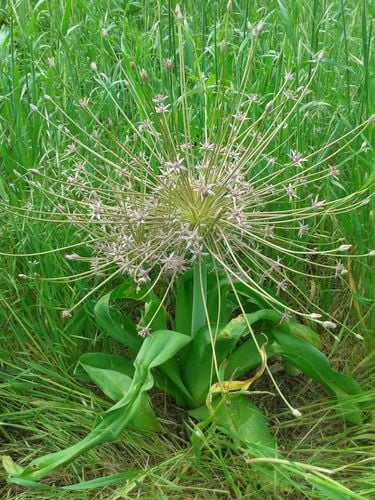 Allium schubertii