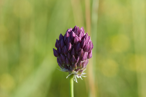 Allium scorodoprasum (Giant garlic) — photo