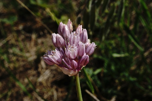 Allium scorodoprasum (Giant garlic) — photo