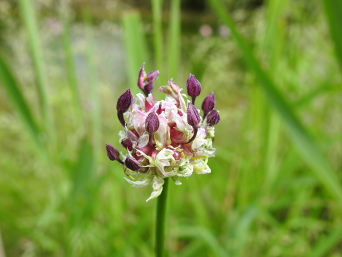 Allium scorodoprasum