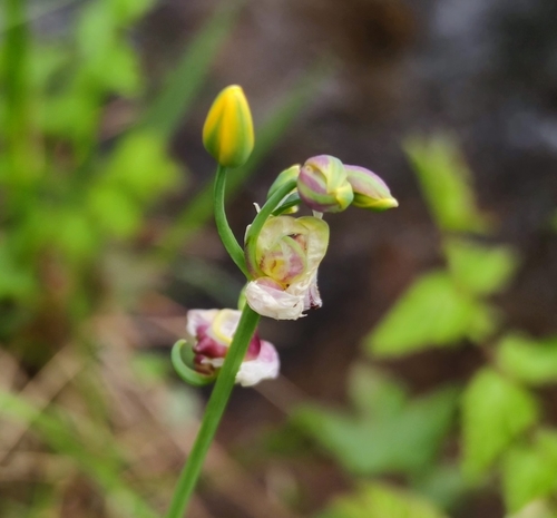 Allium scorzonerifolium — photo