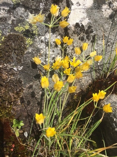 Allium scorzonerifolium — photo