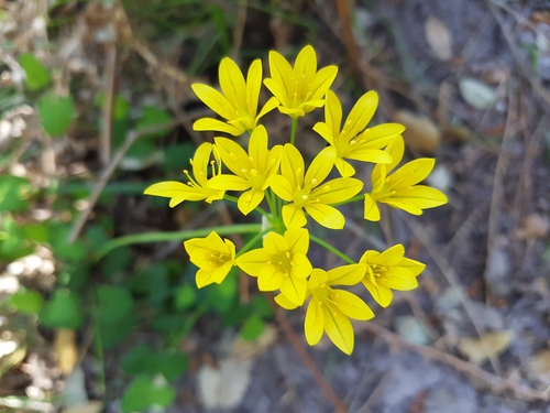 Allium scorzonerifolium