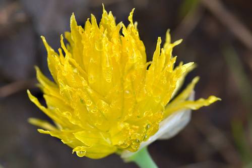 Allium semenovii (Semenov's onion) — photo