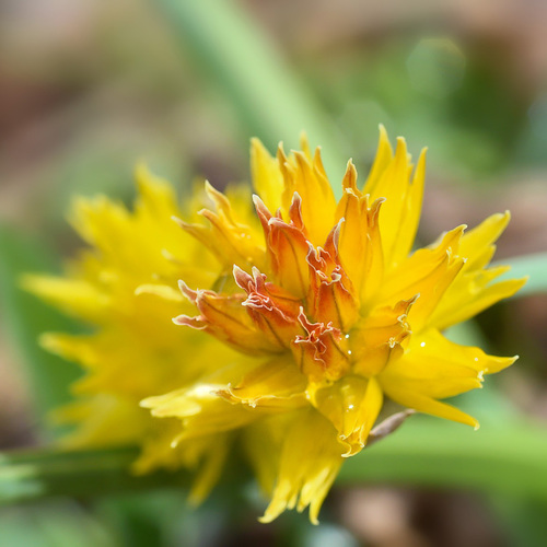 Allium semenovii (Semenov's onion) — photo