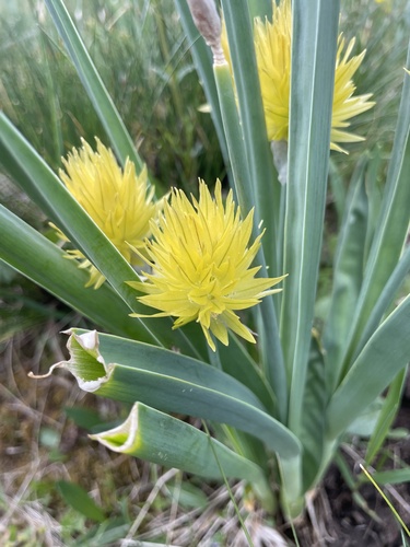 Allium semenovii