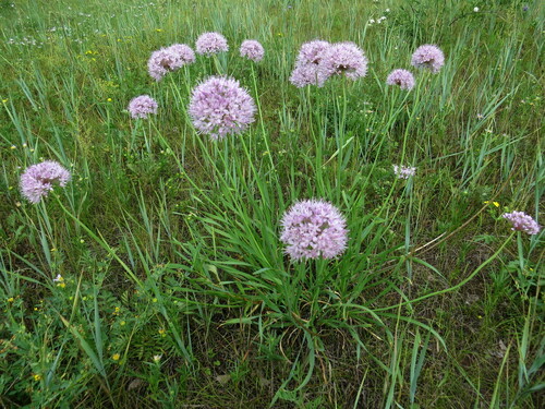 Allium senescens (German garlic) — photo