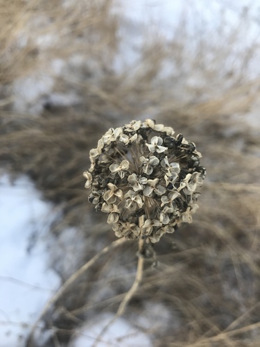 Allium senescens (German garlic) — photo