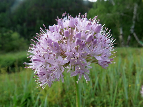 Allium senescens