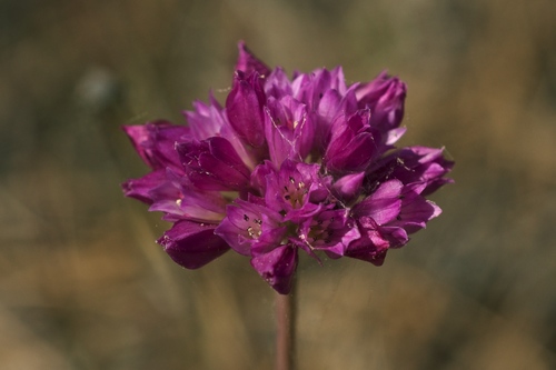 Allium serra (Jeweled onion) — photo