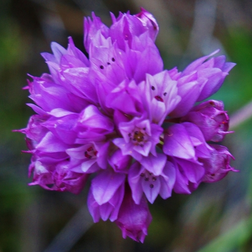 Allium serra (Jeweled onion) — photo
