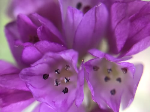 Allium serra