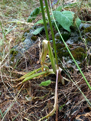 Allium severtzovioides — photo