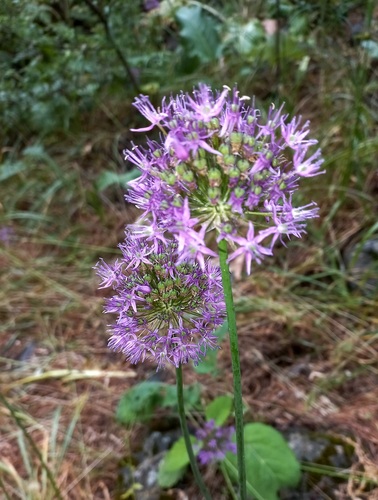 Allium severtzovioides — photo