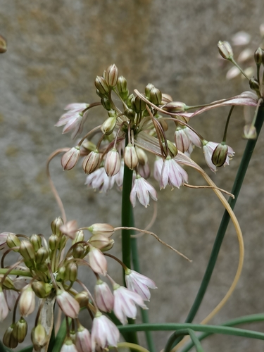 Allium sibthorpianum