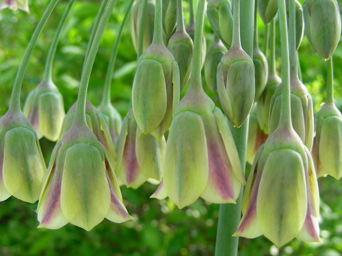 Allium siculum — photo