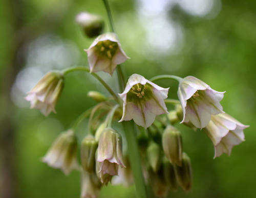 Allium siculum — photo
