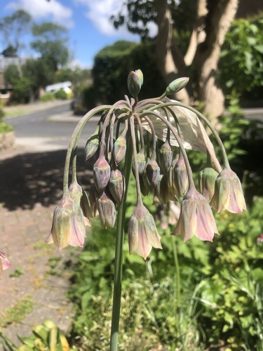 Allium siculum