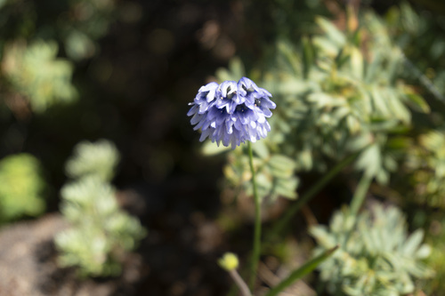 Allium sikkimense — photo