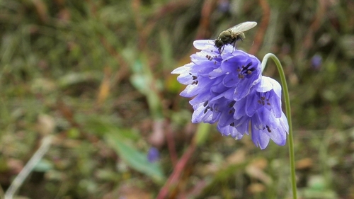 Allium sikkimense
