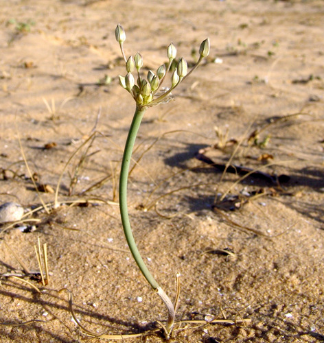 Allium sindjarense (Tit) — photo