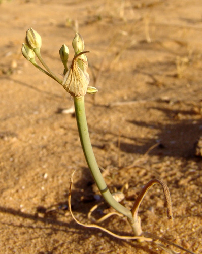 Allium sindjarense (Tit) — photo