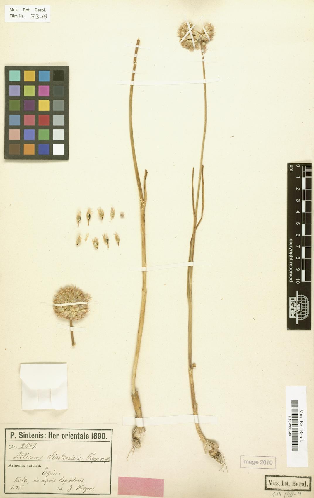 Allium sintenisii