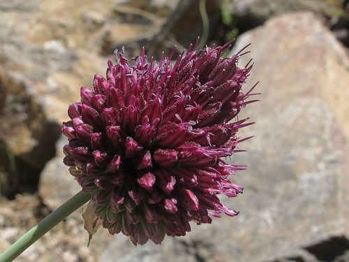 Allium sphaerocephalon (Round-headed leek) — photo