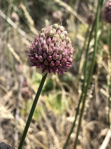 Allium sphaerocephalon (Round-headed leek) — photo