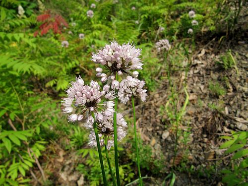 Allium splendens (Glittering onion) — photo
