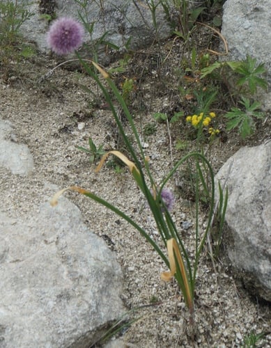 Allium splendens (Glittering onion) — photo
